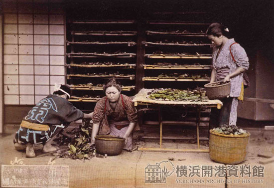 養蚕・給桑の光景