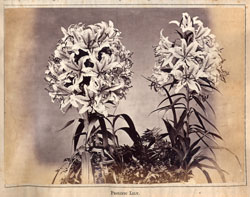 Prolific Lily ,The Far East,Sep.16th,1872