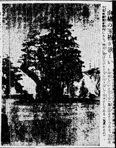 wlfՐVx 1932N113